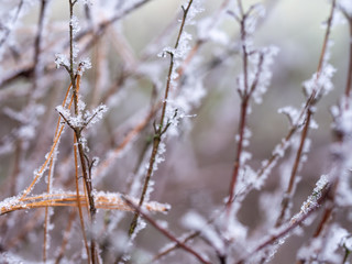 Detail of frozen plant in winter background