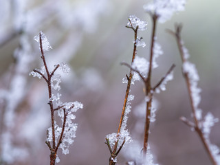 Detail of frozen plant in winter background