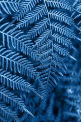 Beautiful fern tropical rainforest foliage plant, blue toned background