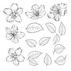 Set of sakura flowers elements. Collection of blooming prunus flowers on a white background. Vector illustration bundle.