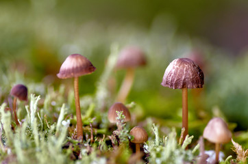 mushroom in the forest