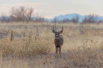 Whitetail Deer Buck in Fall in Colorado