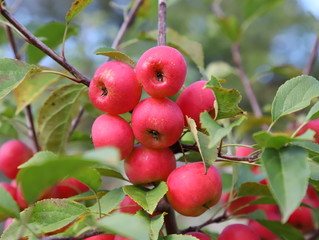 red apples on tree