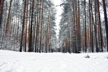 winter pine forest in the snow