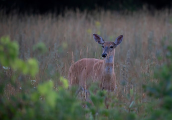 Naklejka na ściany i meble White-tailed deer standing on alert in a tall grassy meadow in Canada