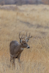 Whitetail Deer Buck in Fall in Colorado