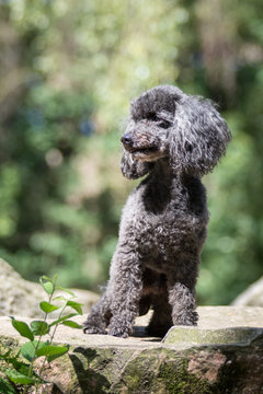 schwarzer Zwergpudel sitzt auf einem Stein