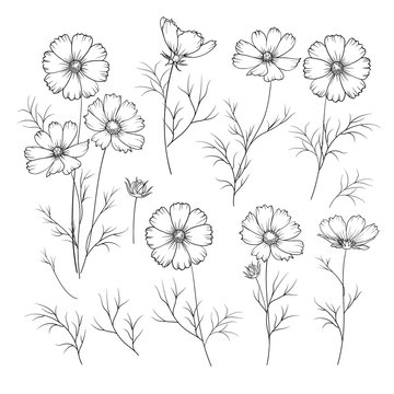 Set of linum flower elements. Collection of flax flowers on a white background. Vector illustration.