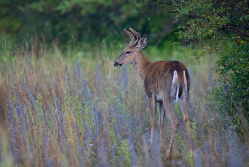 A wild White-tailed deer buck on an early morning with velvet antlers in summer in Canada
