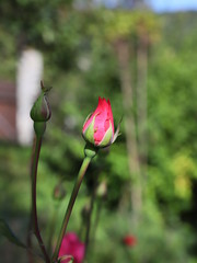 pink rose in the garden
