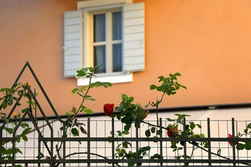 Fototapeta na wymiar Red roses on a metal fence and Mediterranean style window in the background. Selective focus.
