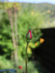 bud of a red poppy