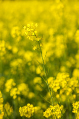 selective focus of yellow mustard flowers field