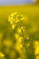 selective focus of yellow mustard flowers field