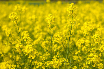 Obraz premium selective focus of yellow mustard flowers field