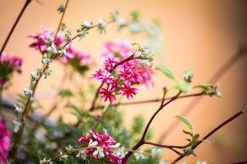 mix summer flowers close up view