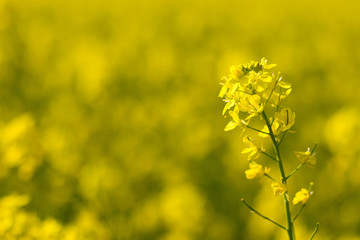 selective focus of yellow mustard flowers field