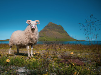 Young sheep in Grundarfjörður , Iceland