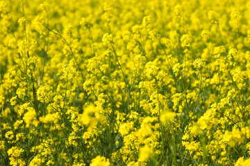 selective focus of yellow mustard flowers field