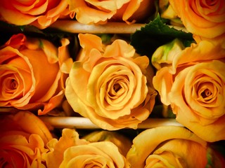 Colorful roses and flowers ready for export in Ecuador