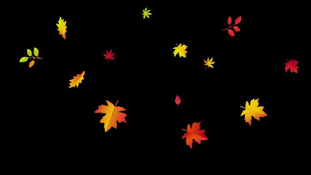 Autumn leaves falling animation. Motion graphics with alpha channel transparent background in 4K to use as overlay.