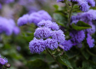 purple flowers