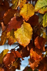 autumn leaves background
