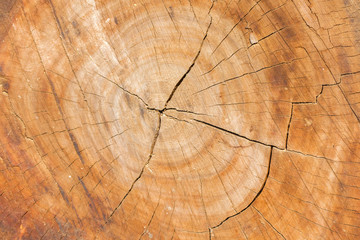 selective focus of a round cut wood for texture and background