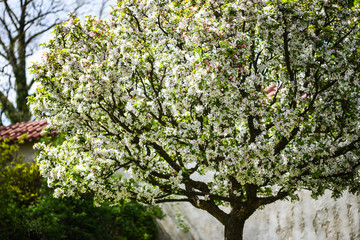 Fototapeta na wymiar summer tree with flowers close up view