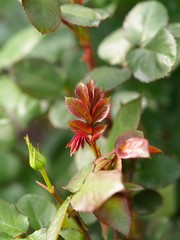 Colorful roses and flowers ready for export in Ecuador