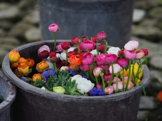 Colorful roses and flowers ready for export in Ecuador