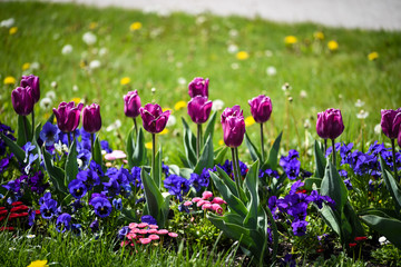 Obraz premium beautiful natural tulips close up view