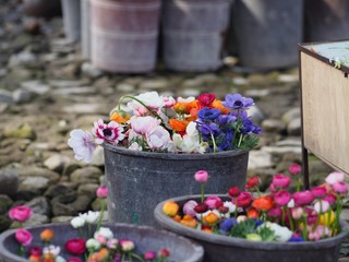 Colorful roses and flowers ready for export in Ecuador