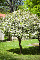 Fototapeta na wymiar summer tree with flowers close up view