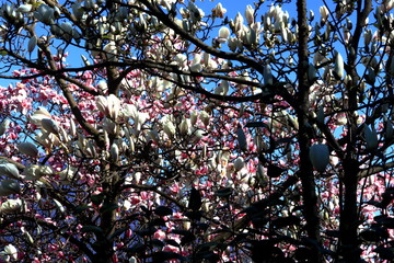 magnolie in fiore a marzo