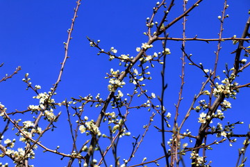 Boccioli di prugno