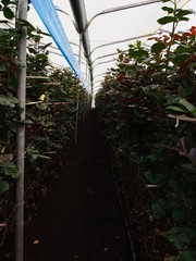 Colorful roses and flowers ready for export in Ecuador