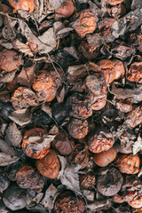 Pile of rotten apples with dry leaves after winter. View from above. Selective focus macro shot with shallow DOF