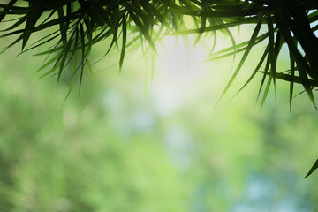 Closeup beautiful view of nature green bamboo leaf on greenery blurred background with sunlight and copy space. It is use for natural ecology summer background and fresh wallpaper concept.