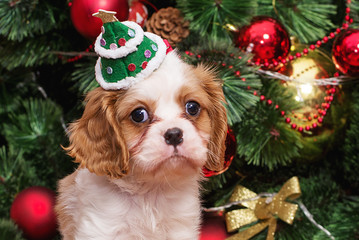 Cute cavalier king Charles spaniel