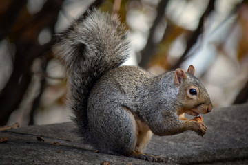 Fox Squirrel Sitting on Concrete Eating Nut, Close-Up