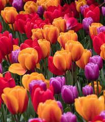 2020-01-14 FIELD OF TULIPS