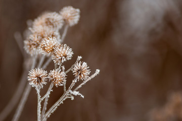 Dry thorny burdock in winter on a blurry background. Thistle, bur, burdock, thorn, Arctium. Winter natural background. Selective focus