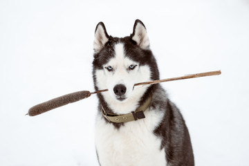 Portrait of Siberian Husky black and white colour with blue eyes outdoors in winter. Dog holds a cattail in his mouth. A pedigreed purebred dog © Sergey Bogdanov