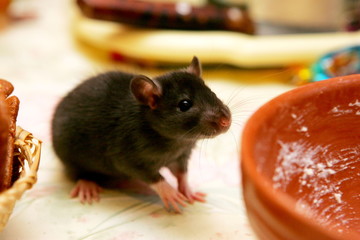 Close-up young gray rats (Rattus norvegicus) on kitchen table looking for food
