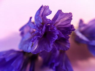 Monophonic background. The purple bud flower is dry. Card.