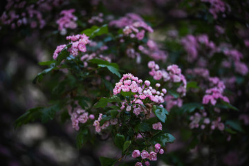 mix summer flowers close up view