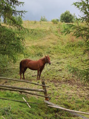 horse on pasture