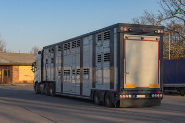 ein Tiertransporter mit Bullen