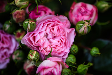 natural roses close up view